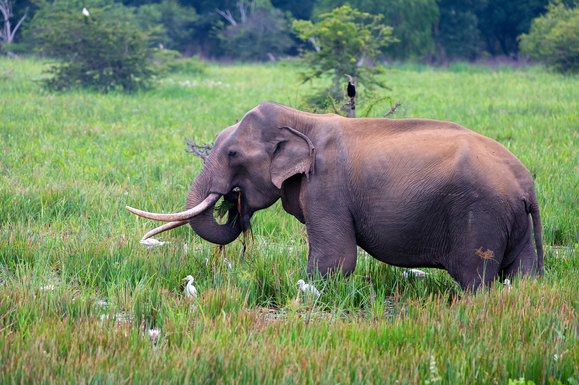 Asian tusker elephant or elephas maximus in wild jungle