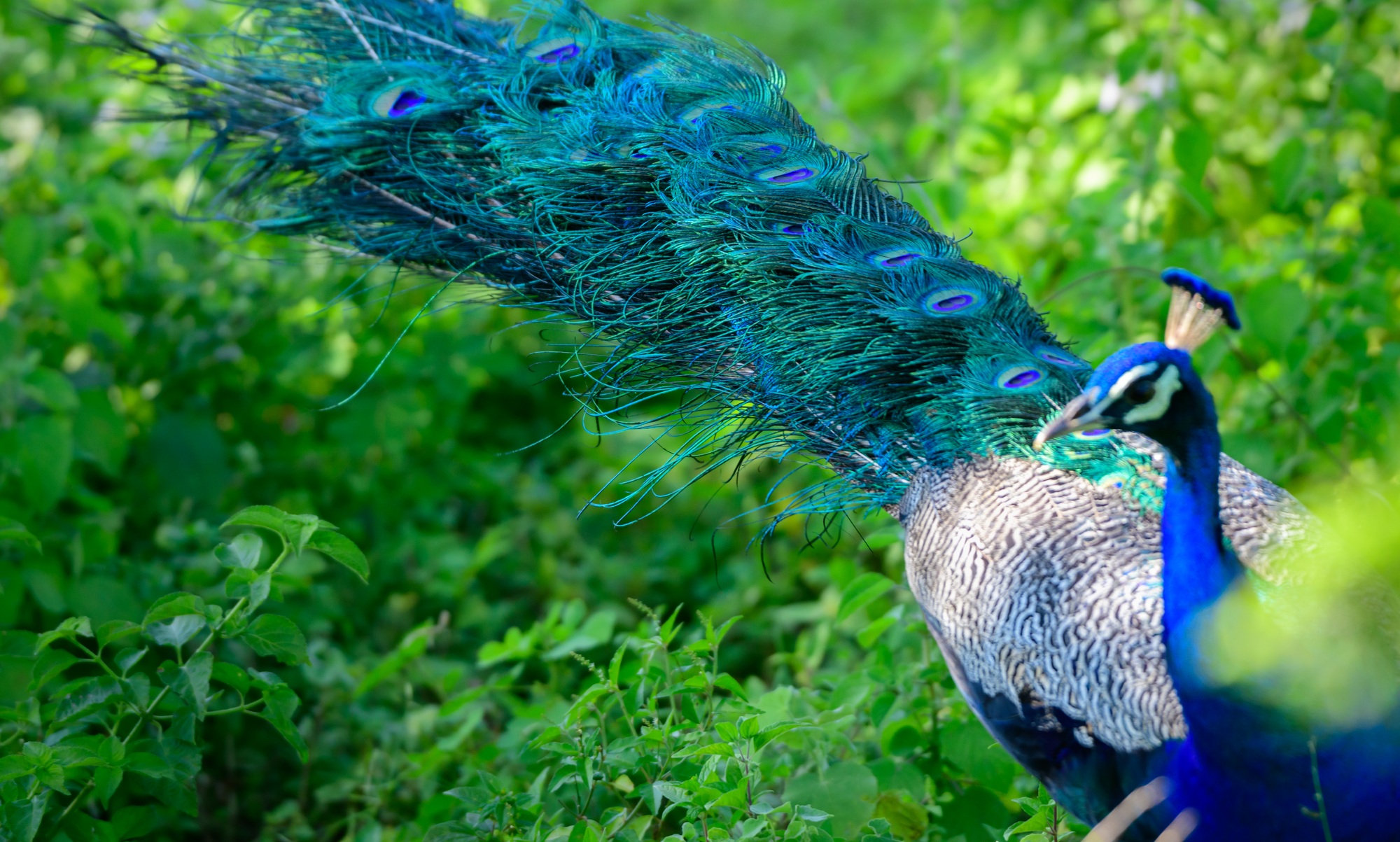 Beautiful tail feathers of a male blue peacock in the wild.