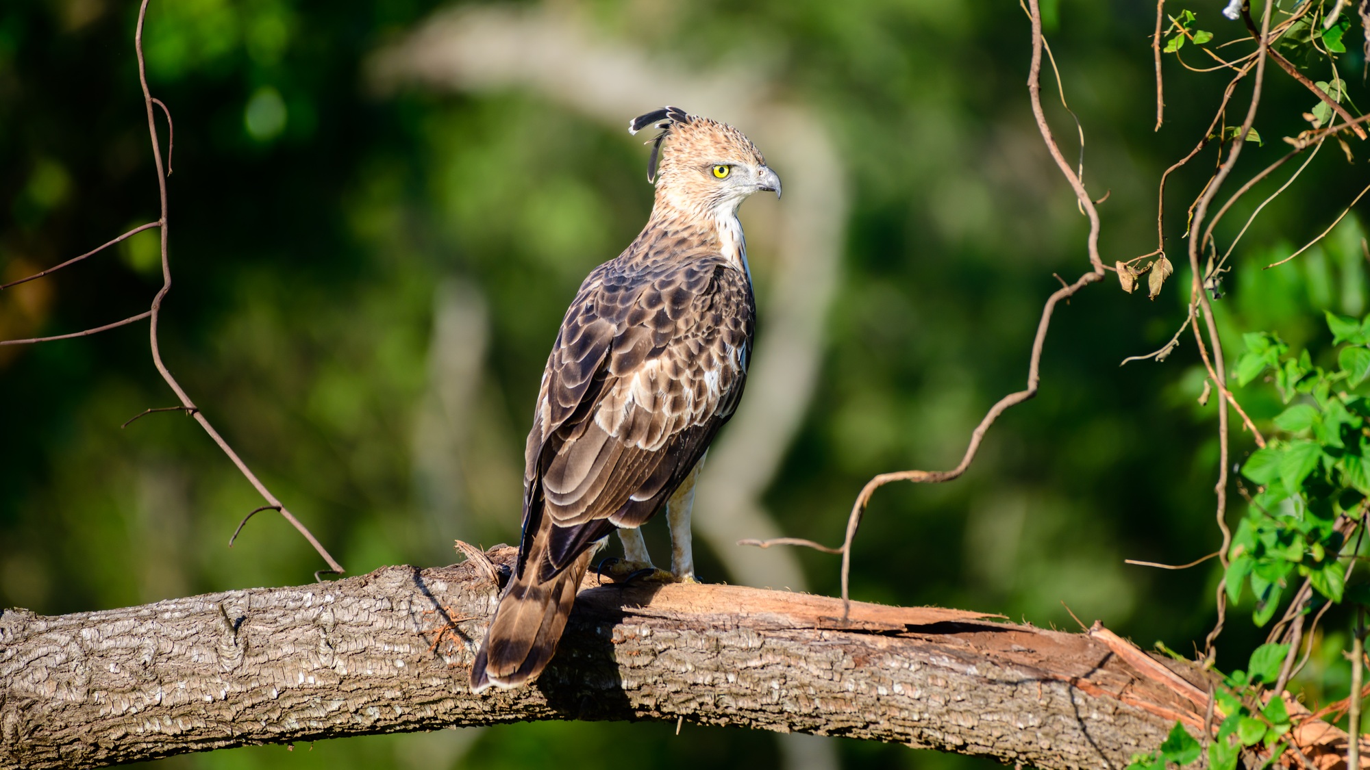 Crested hawk-eagle perched on a tree branch facing the evening light,