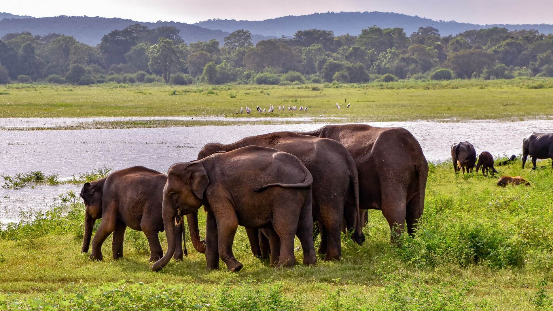 elephant-herd-in-forest-udawalawe-sri-lanka