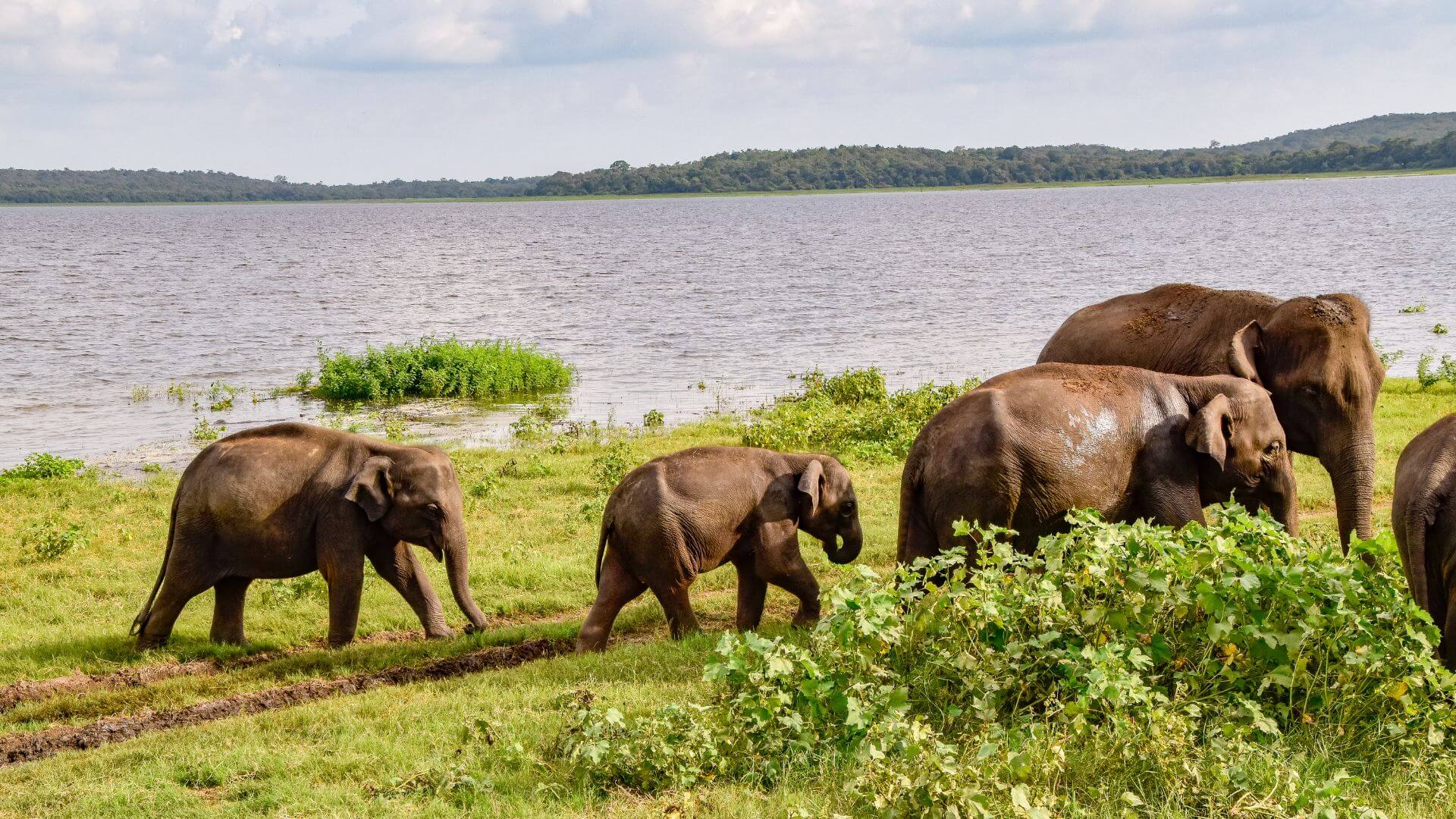 elephants-crossing-road-safari-jeeps-sri-lanka