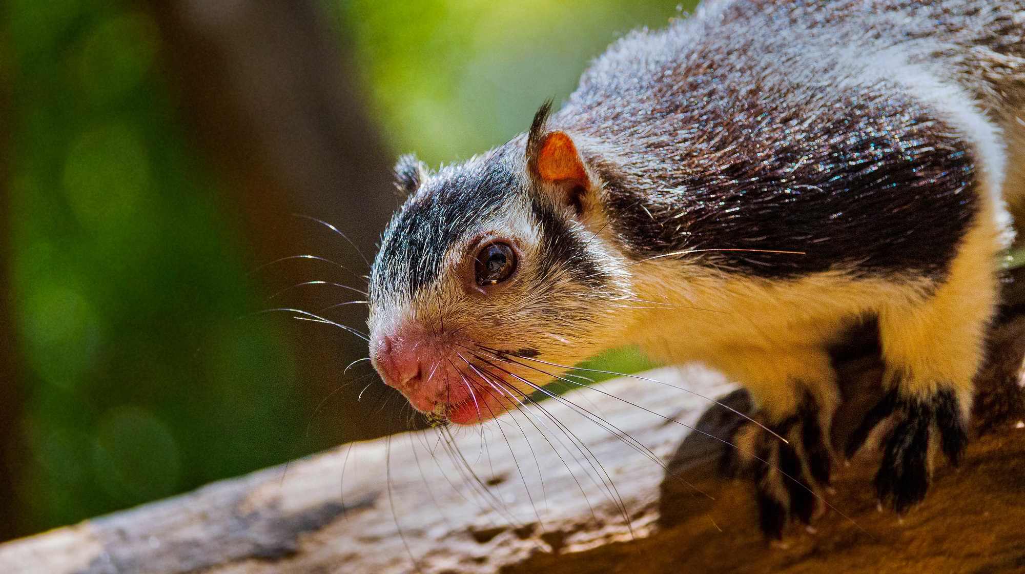 Grizzled Giant Squirrel, Udawalawe National Park, Sri Lanka