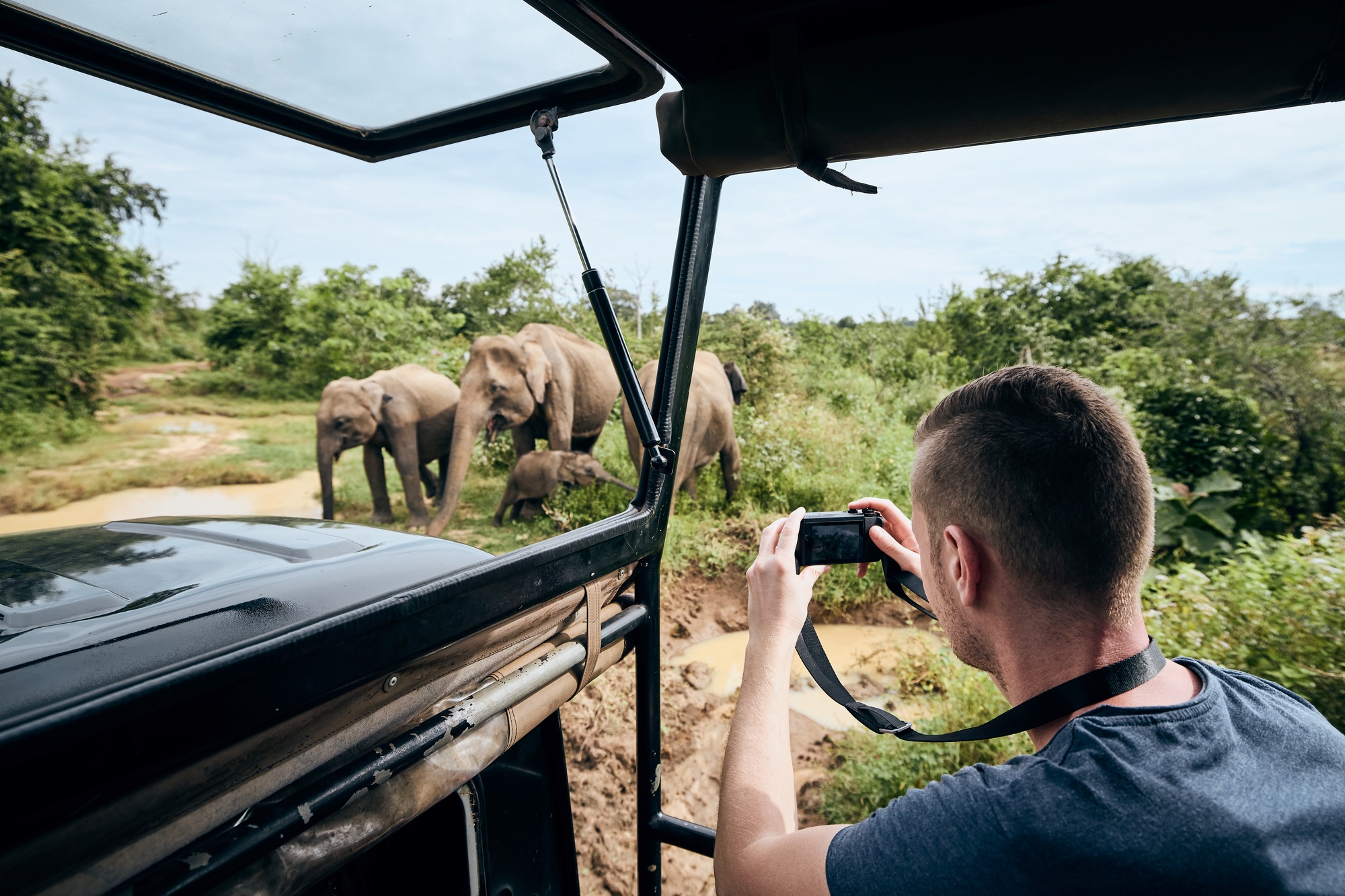Photographing of group of elephants
