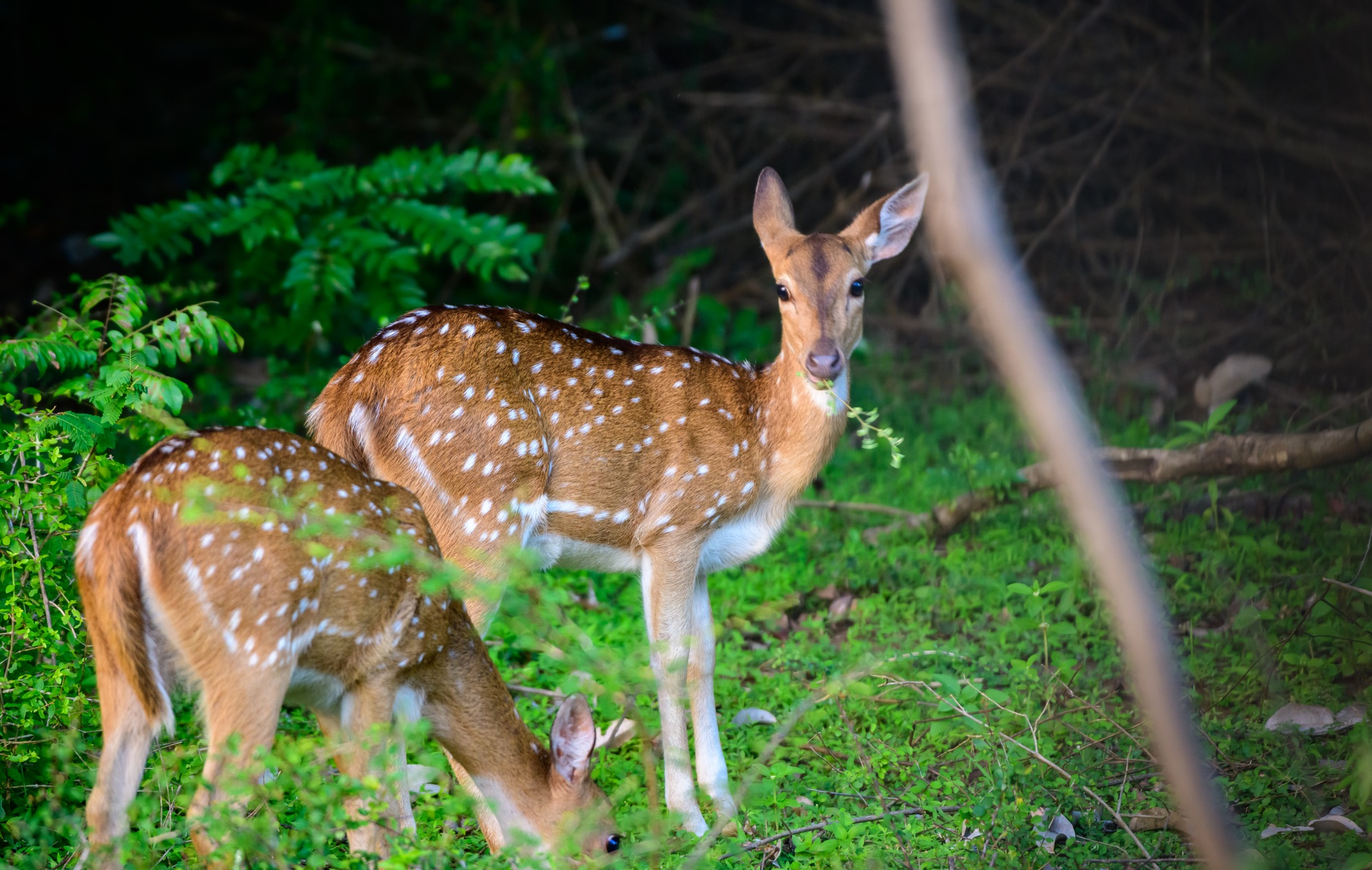 Sri Lankan axis deer grazing while one on the lookout in the last light at Udawalawe forest.