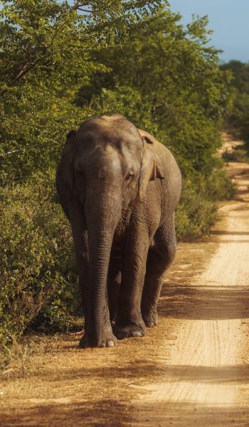 Elephant on the Road During Safari Tour